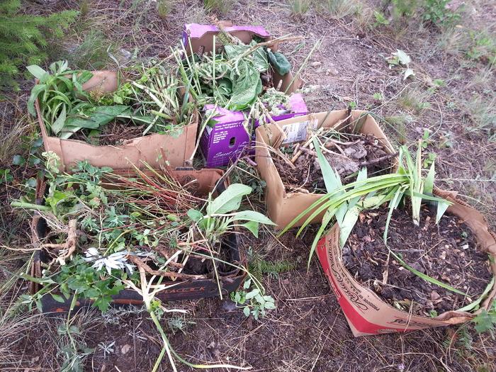 ant plant stash from Kelly!