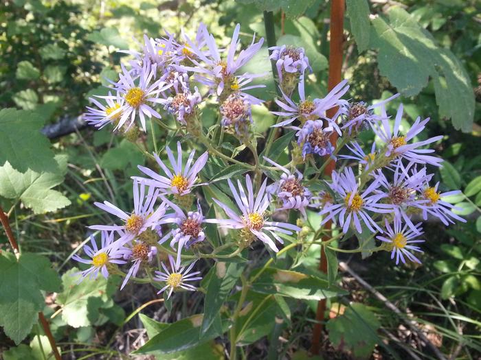 flowering flowers