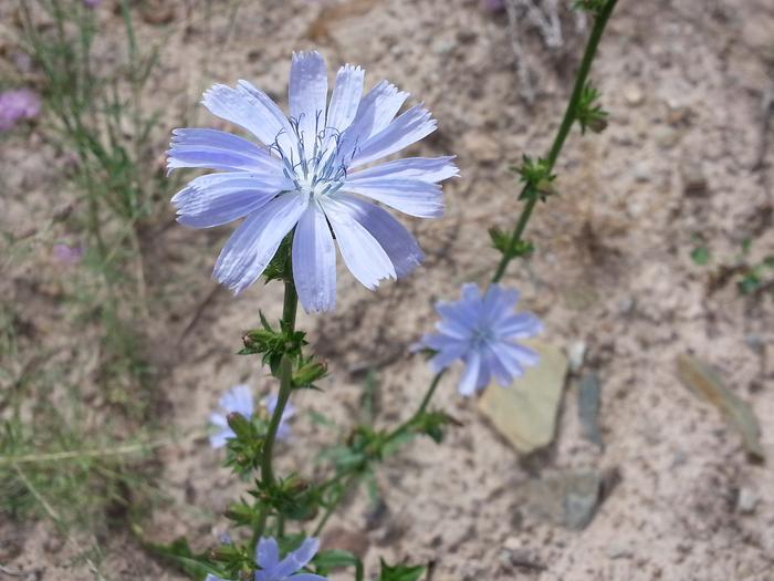 chicory