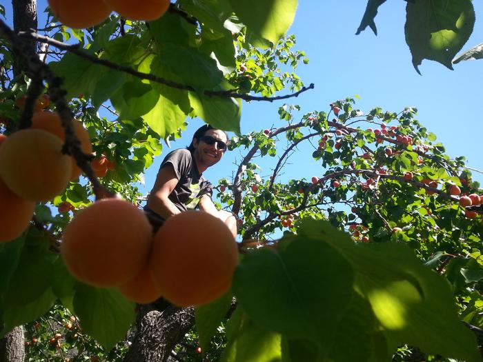 Fred in apricot heaven