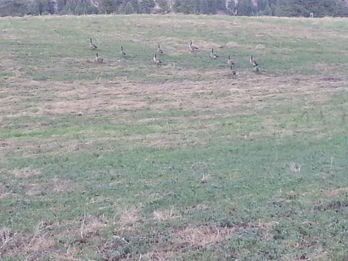 wild geese in yonder field