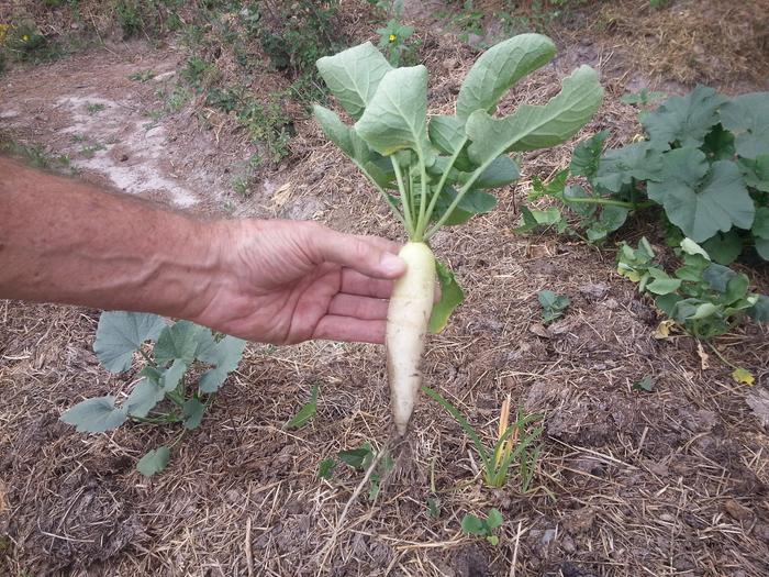 Dad obtaining a yield