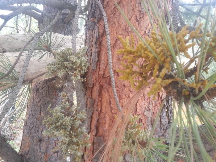 parasite on a ponderosa pine