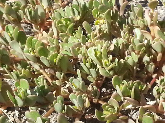 purslane