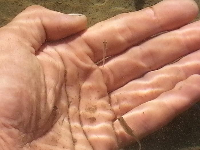 little fishes visiting my hand