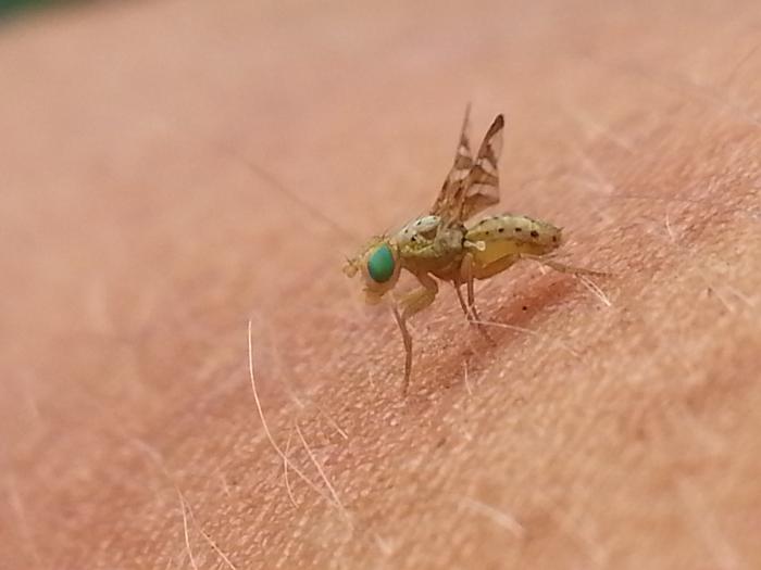 cool-looking green-eyed fly