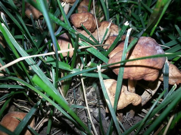 fungi under an apricot tree