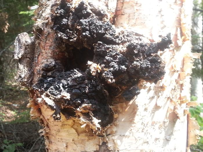 chaga mushroom