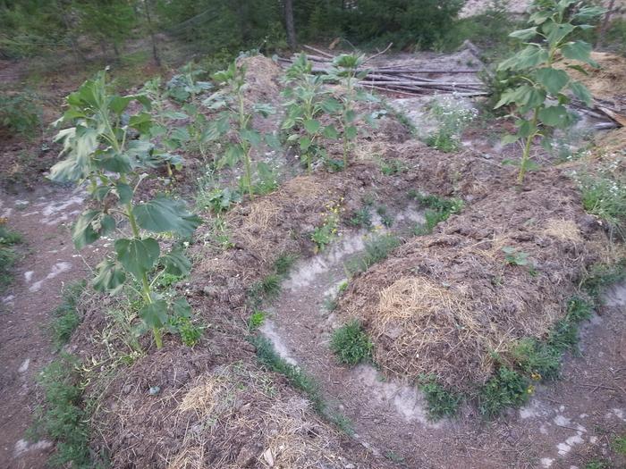 little garden tended by chipmunks and rabbits