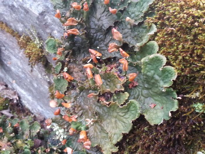 moss? lichen? fungi?