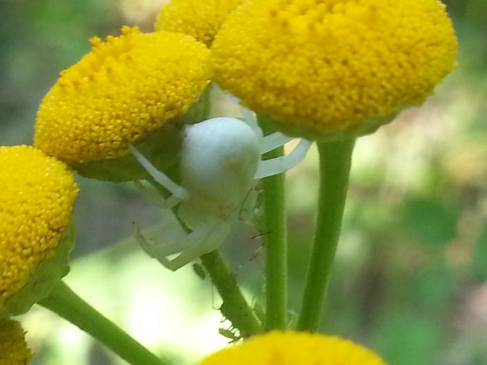 lil white spider and some tiny green bugs