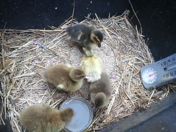 ducklings!!!!!