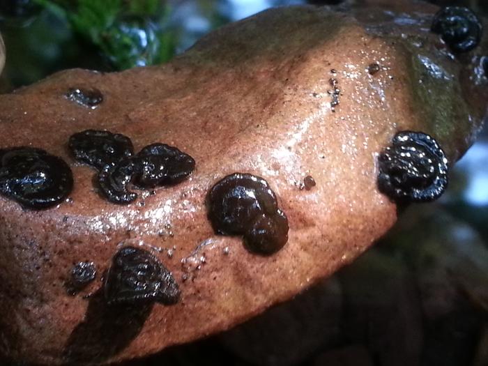 riparian underwater fungi?