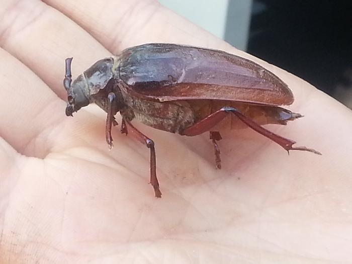 a giant beetle that Carol-Anne found up at Mike's place