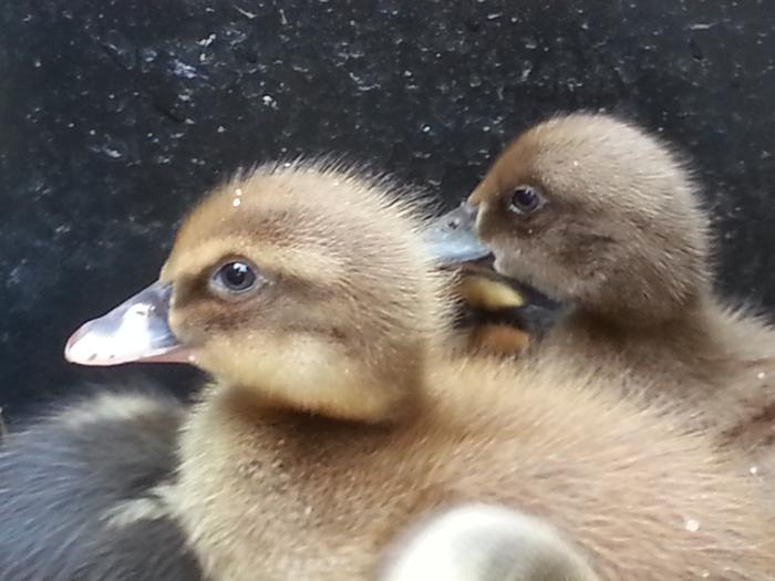 growing ducklings