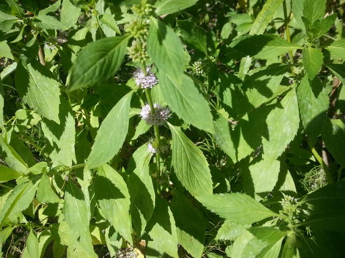 some kind of mint perhaps