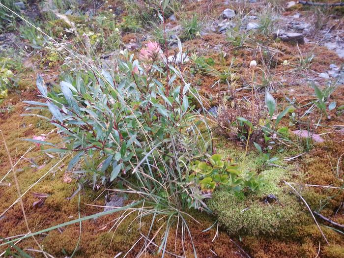 some more Glacier growies