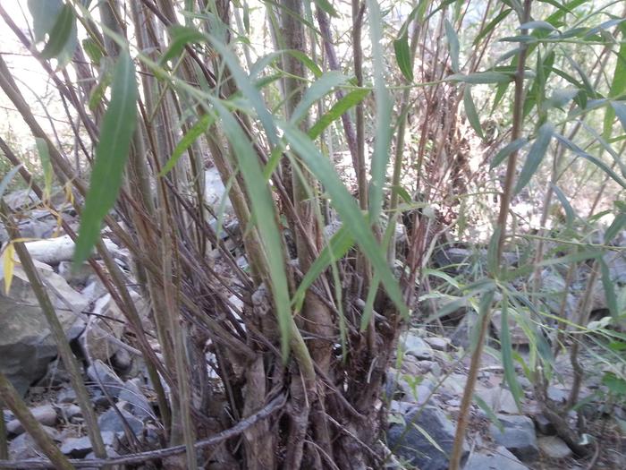 a plant from near the river