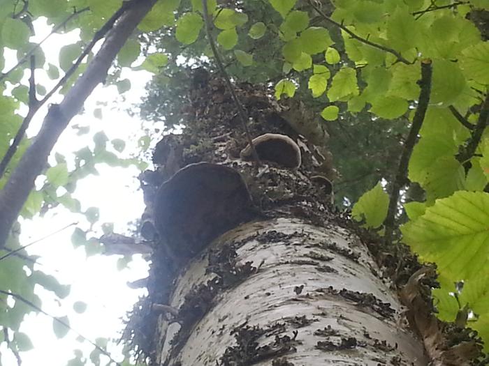 another birch tree fungus