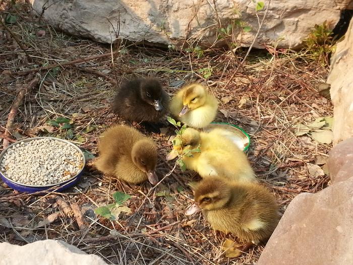 ducklings!! round two