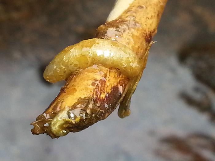 maggot on a stick