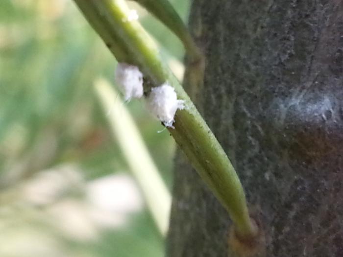 itty bitty tree-dwelling mites