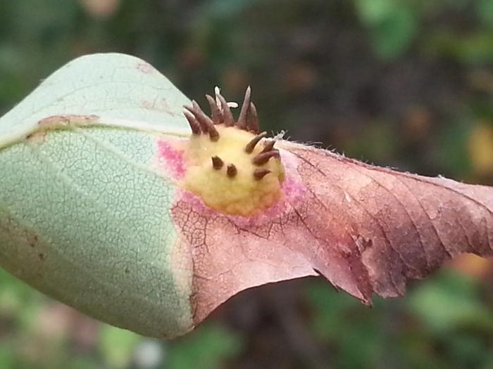 something growing on the underside of a saskatoon leaf