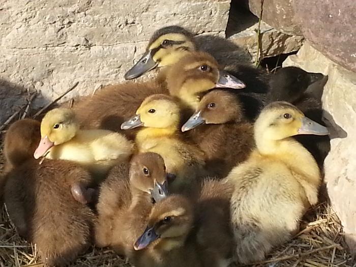 one big happy duck family