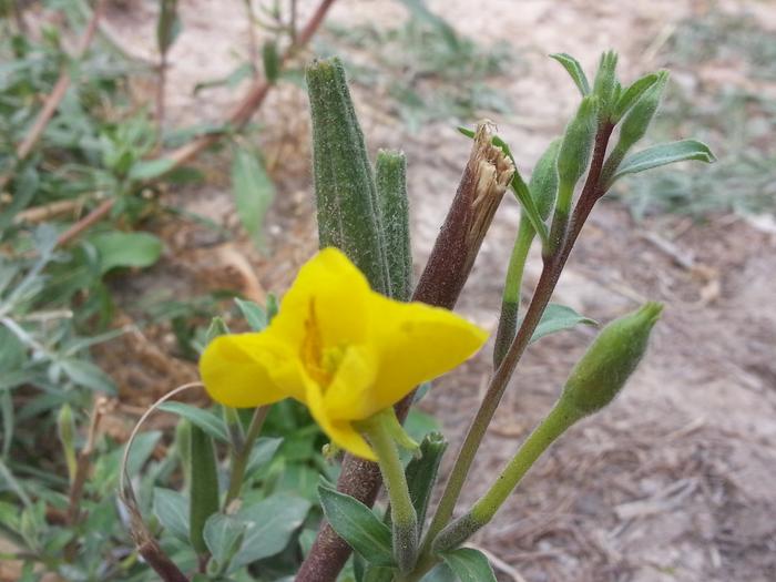 yellow flower growie