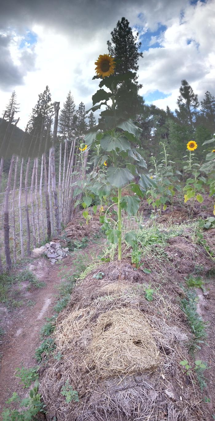 duckmulched sunflower garden