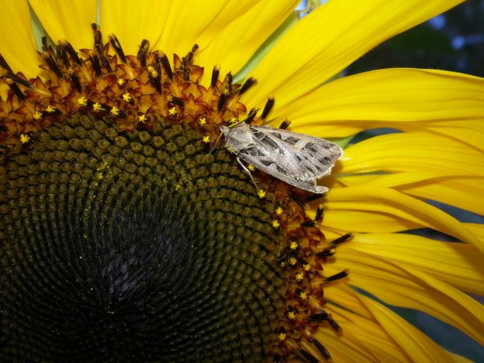 moth hanging out on my sunflower