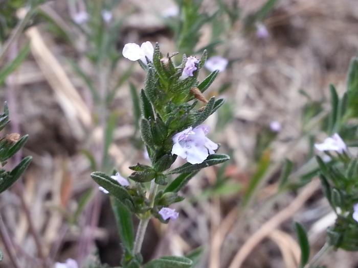 blooming oregano