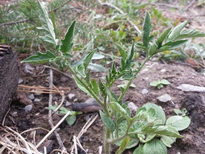 lil tomato plant