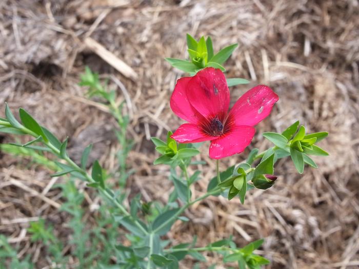 a pretty pink flower in my garden