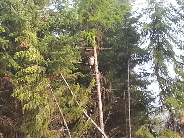 an owl