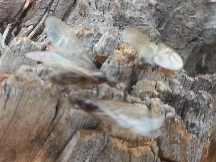 ants with wings