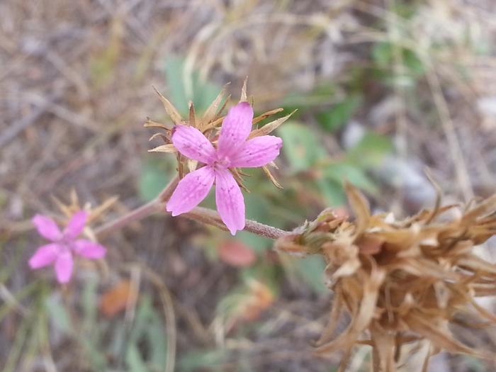 bright pink flowers