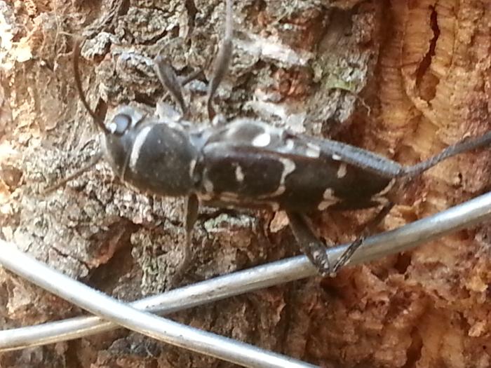 beetle on the duck hollow