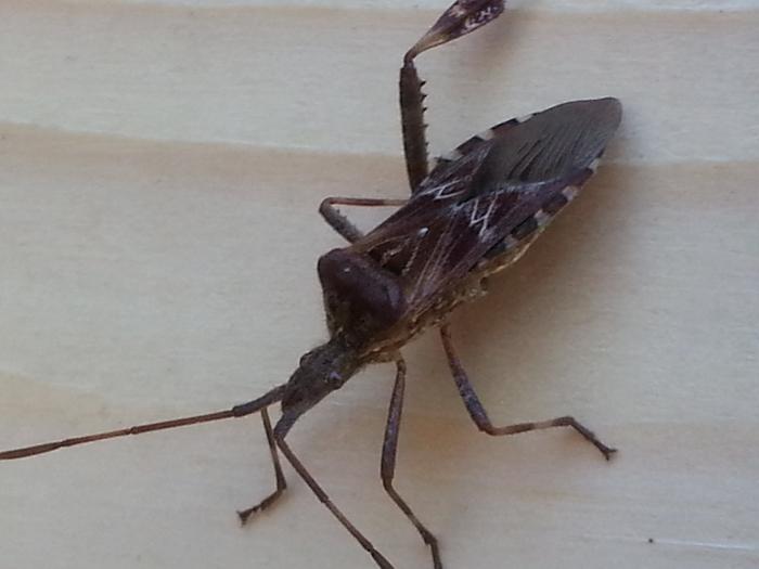 bug on a shed