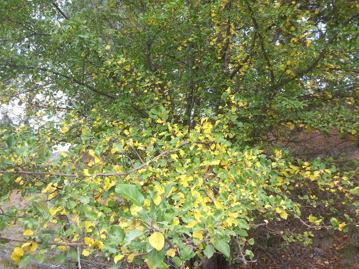 deciduous tree on the road to basecamp