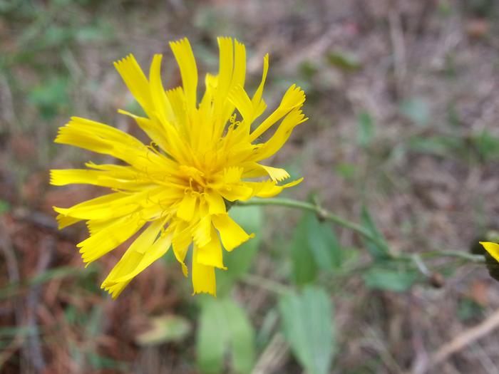 yellow hawkweed