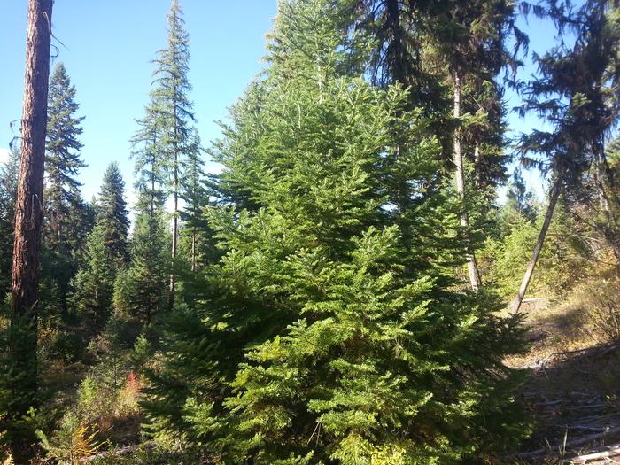 grand fir