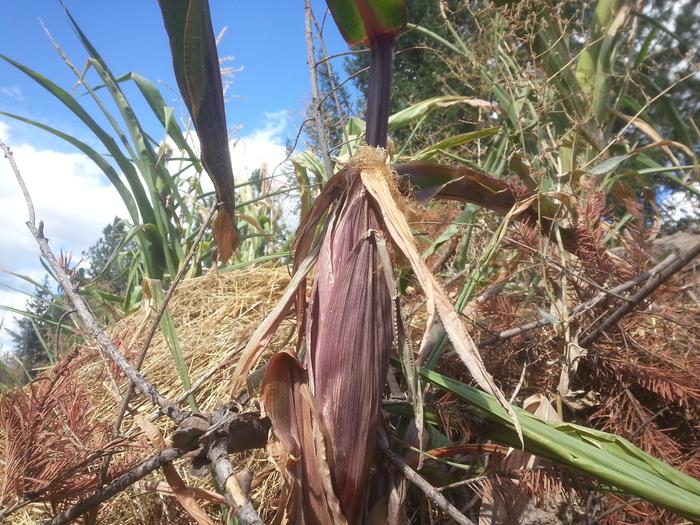 corn at basecamp