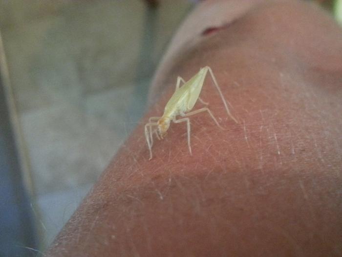 green bug visiting my elbow