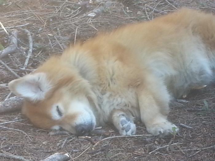 sleepy doge