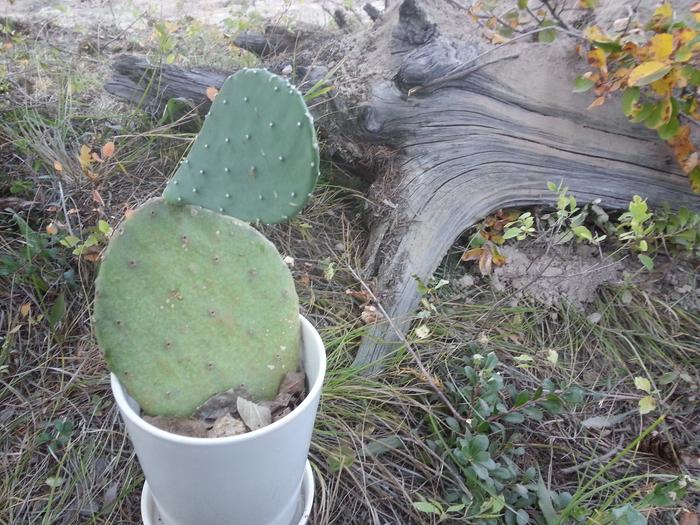 spineless prickly pear Sharla brought