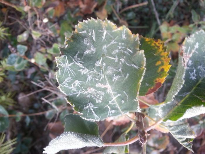 first frosty whisper of winter