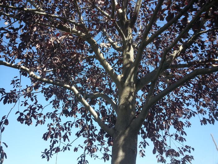 a tree with purple leaves