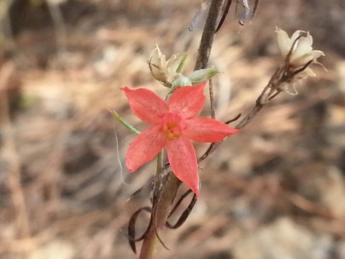 volcanic bloom