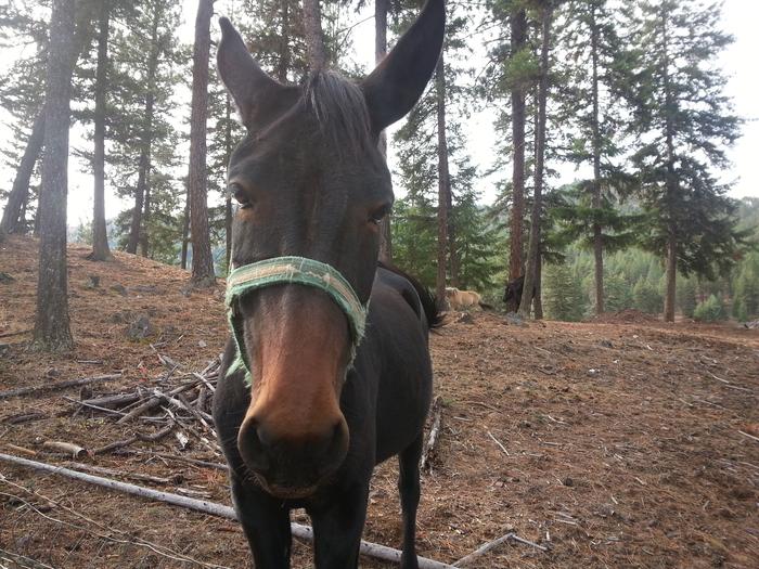 curious equine neighbor